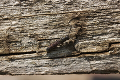 Monosapyga clavicornis