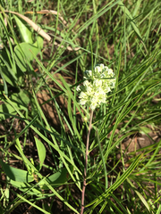 Asclepias stenophylla