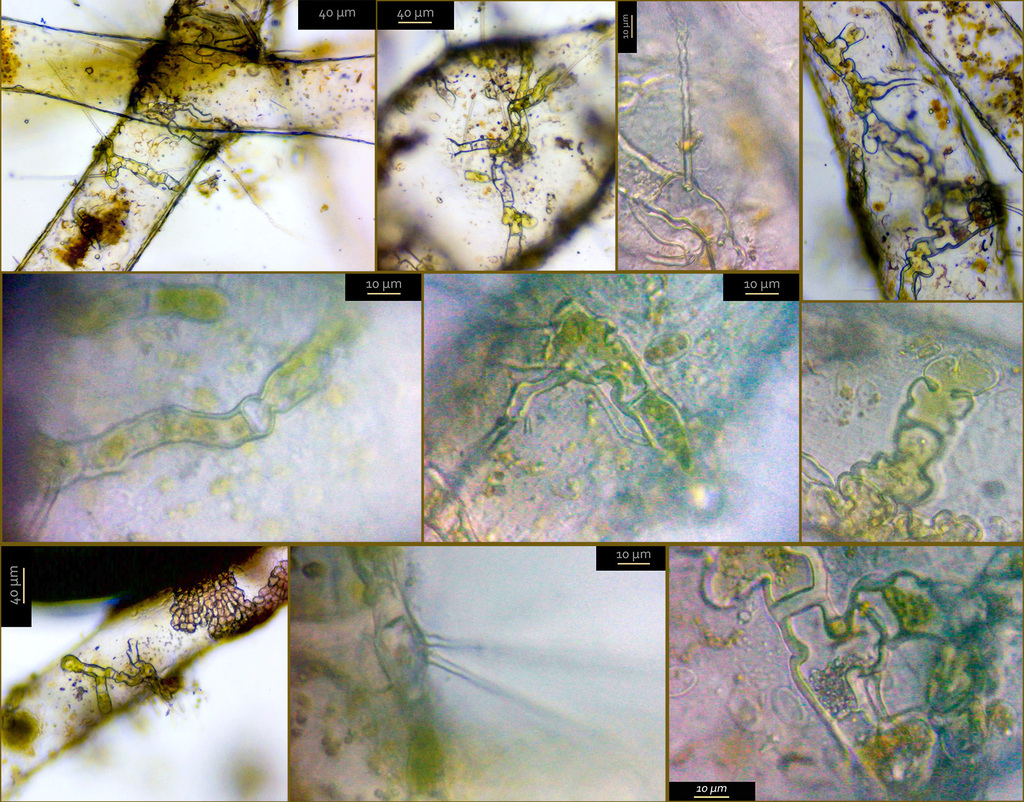 Phaeophilaceae