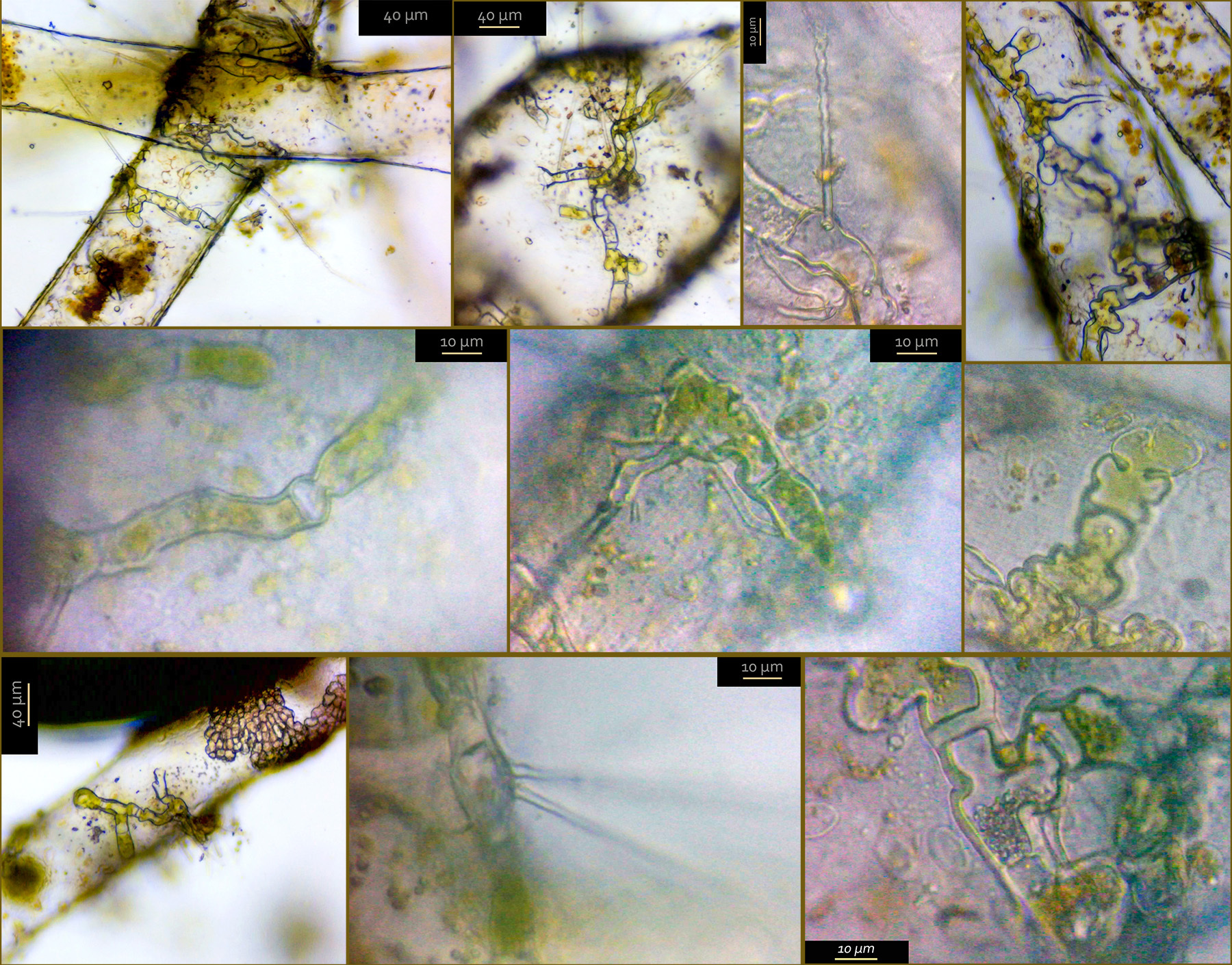 Phaeophilaceae