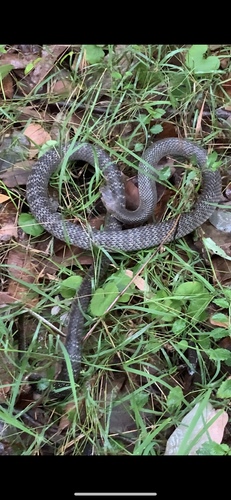 Eastern Brown Snake sighting