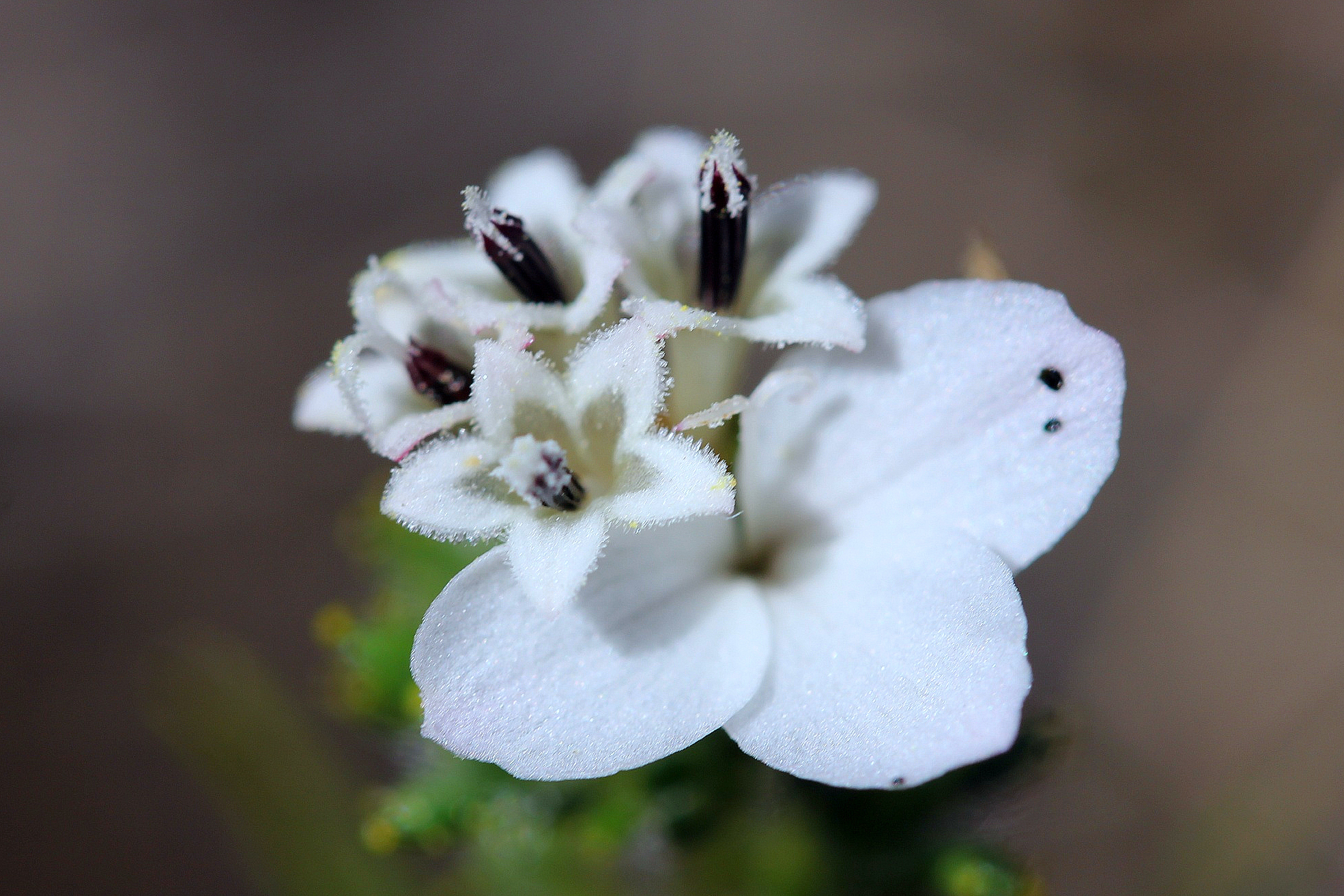 Calycadenia pauciflora
