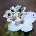 Calycadenia pauciflora - Photo (c) David Hofmann, algunos derechos reservados (CC BY-NC-ND)
