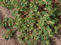 Euphorbia serpens