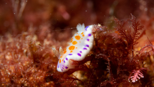 Chromodoris ambigua