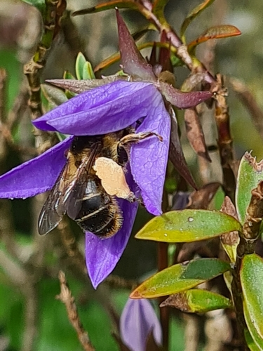 Golden-tailed Blunt-horn, 5373 AR Herpen, Nederland, photo 6 of 10