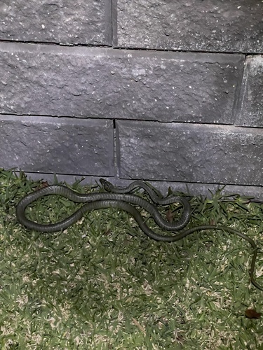 Common Tree Snake sighting