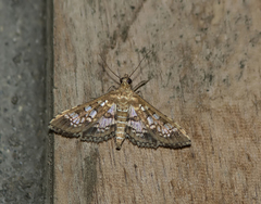 Sameodes cancellalis