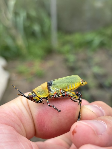 Variegated grasshopper