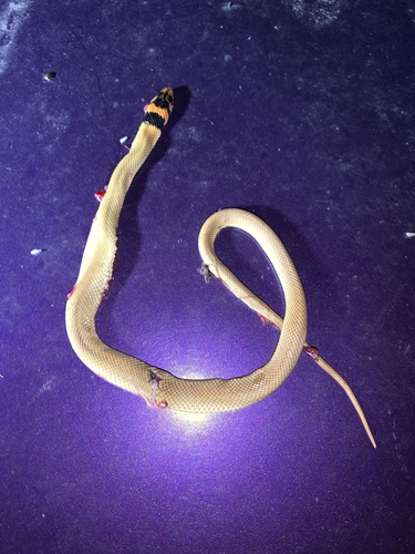 Eastern Brown Snake sighting