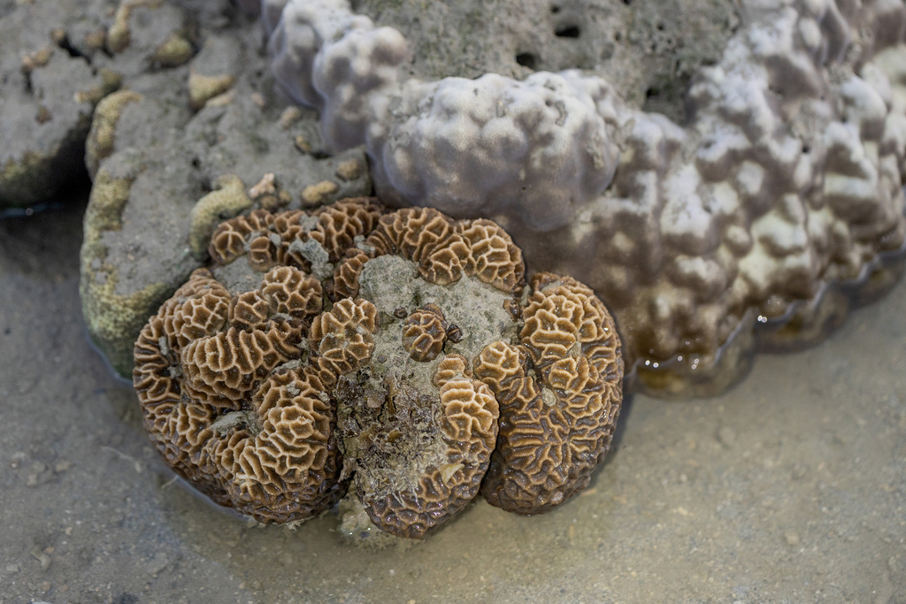 Merulinidae Merulinidae from Kusu Island, Singapore on June 8, 2024 at 07:08 AM by ...
