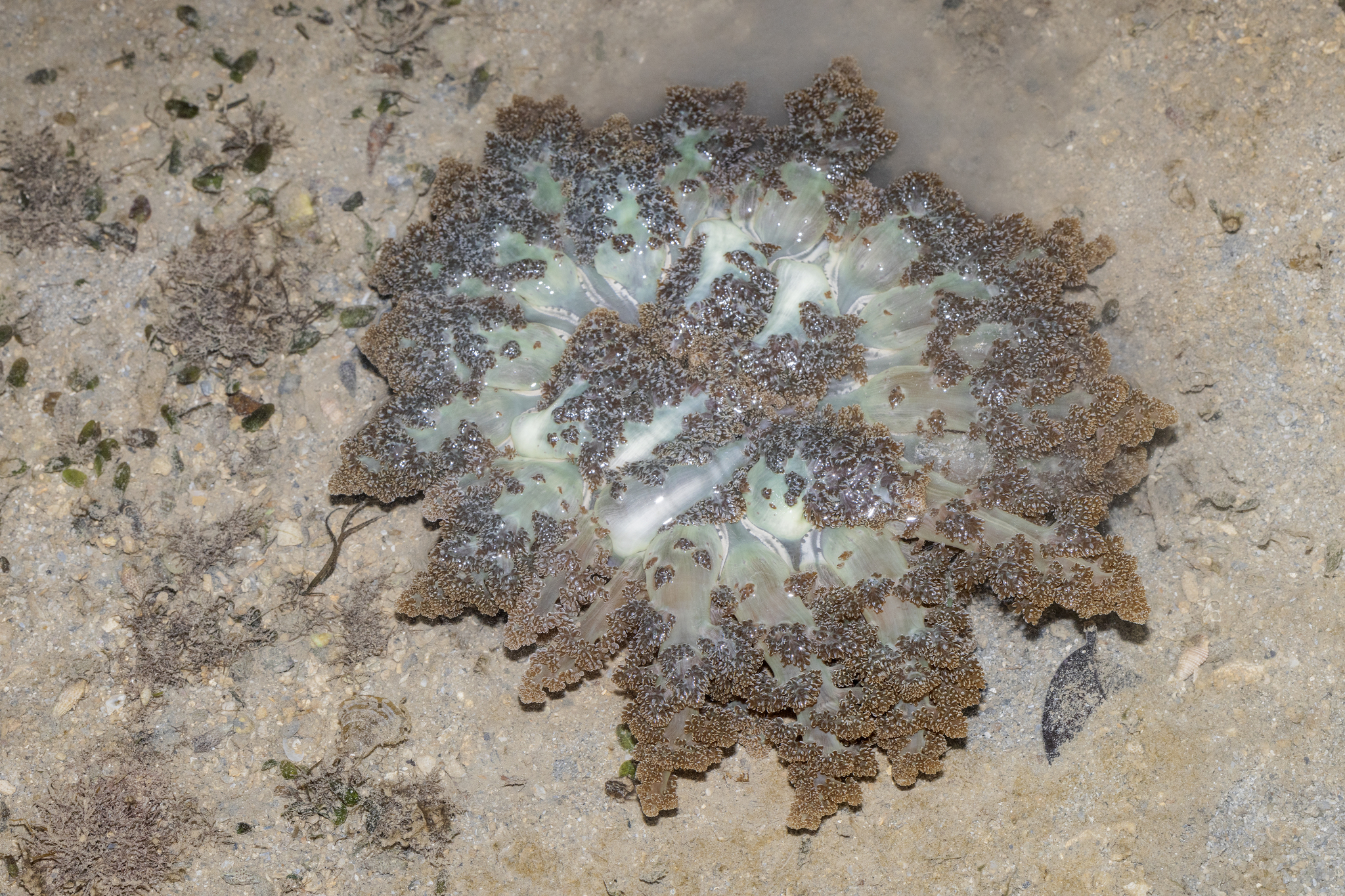 Actinodendron arboreum (Quoy & Gaimard, 1833)