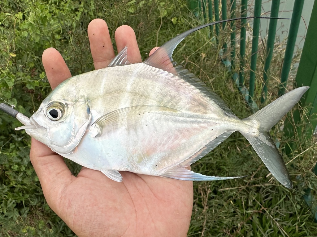 Longfin Trevally