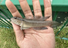Spectacled Goby photo 3