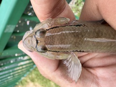 Spectacled Goby photo 2