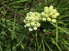 Asclepias stenophylla