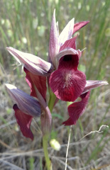 Serapias cordigera
