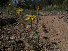 Microseris nutans