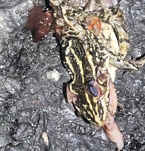 Black-spotted Frog