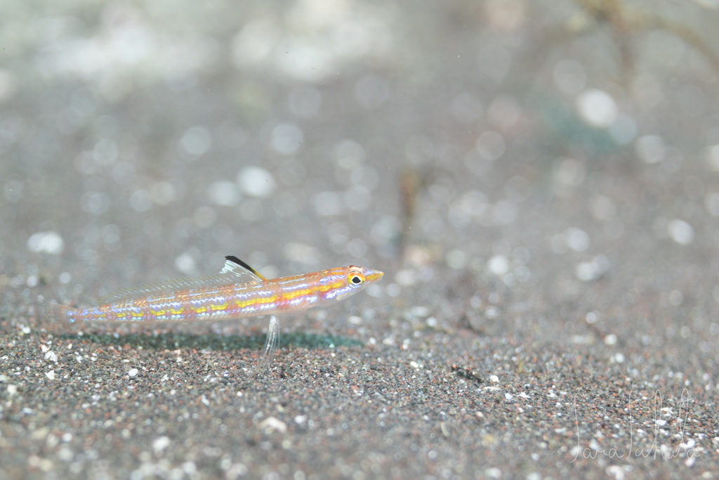 Sand-diving Lizardfishes