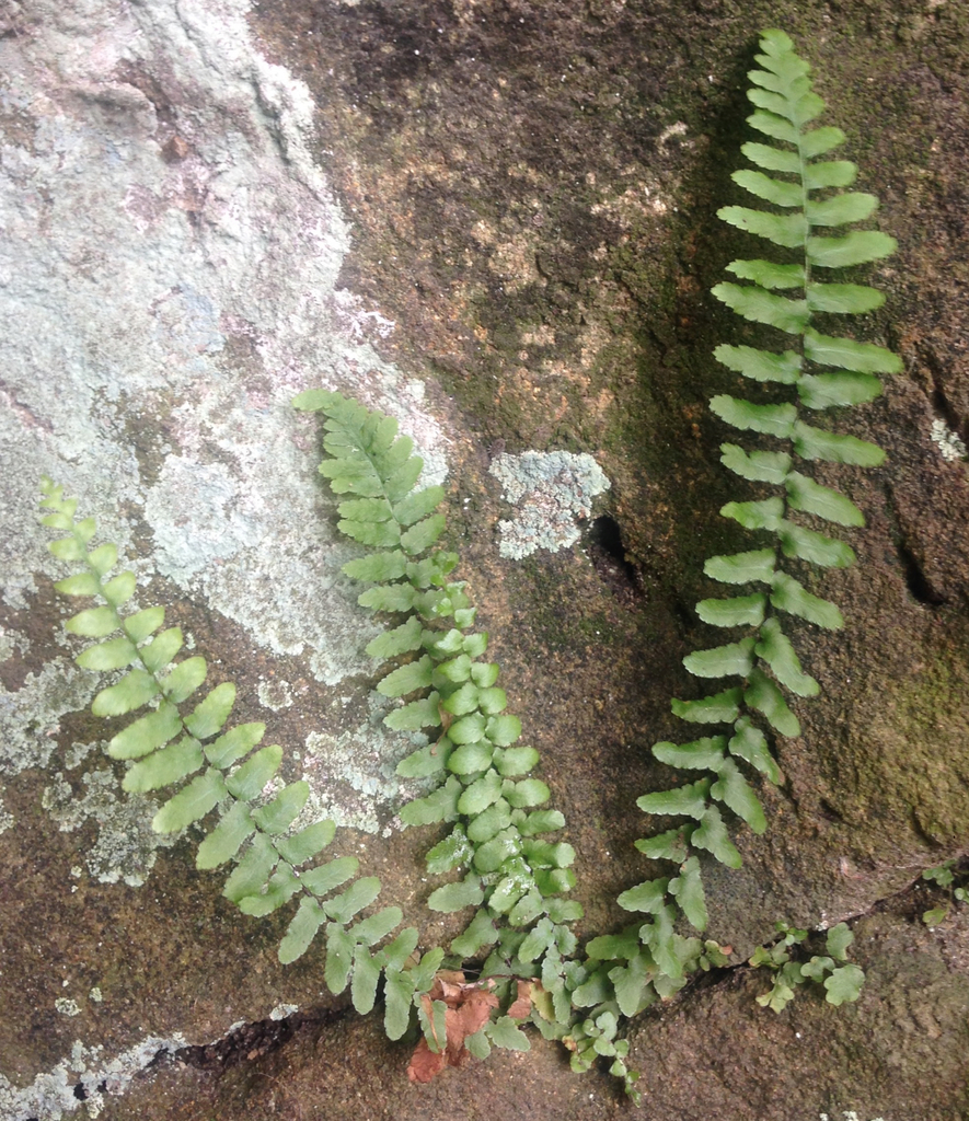 Ebony spleenwort (Brandeis University Lichen, Fungi and Nonflowering