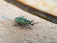 Phyllobius betulinus