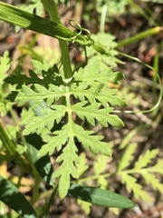 Phacelia tanacetifolia