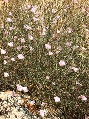 Convolvulus dorycnium