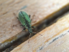 Phyllobius betulinus