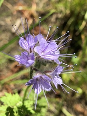 Phacelia tanacetifolia