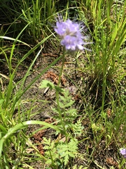 Phacelia tanacetifolia