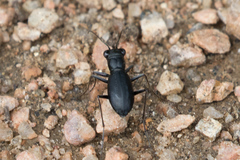 Dromochorus belfragei