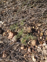 Monsonia speciosa