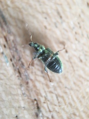 Phyllobius betulinus