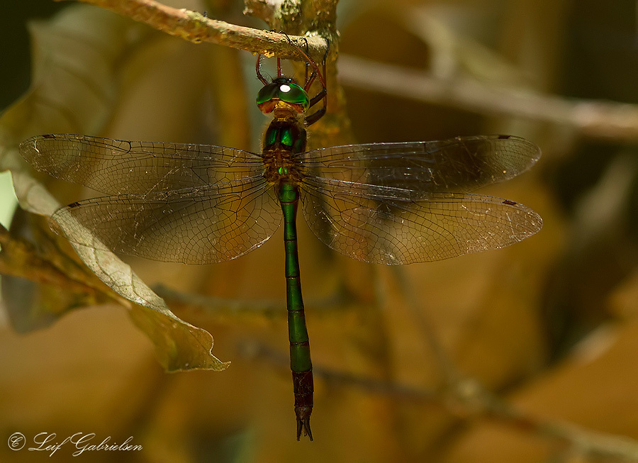 Heteronaias