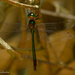 Heteronaias heterodoxa - Photo (c) leifgabrielsen, algunos derechos reservados (CC BY-NC)