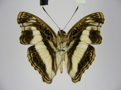 Euptera neptunus
