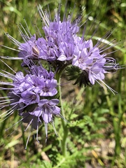 Phacelia tanacetifolia