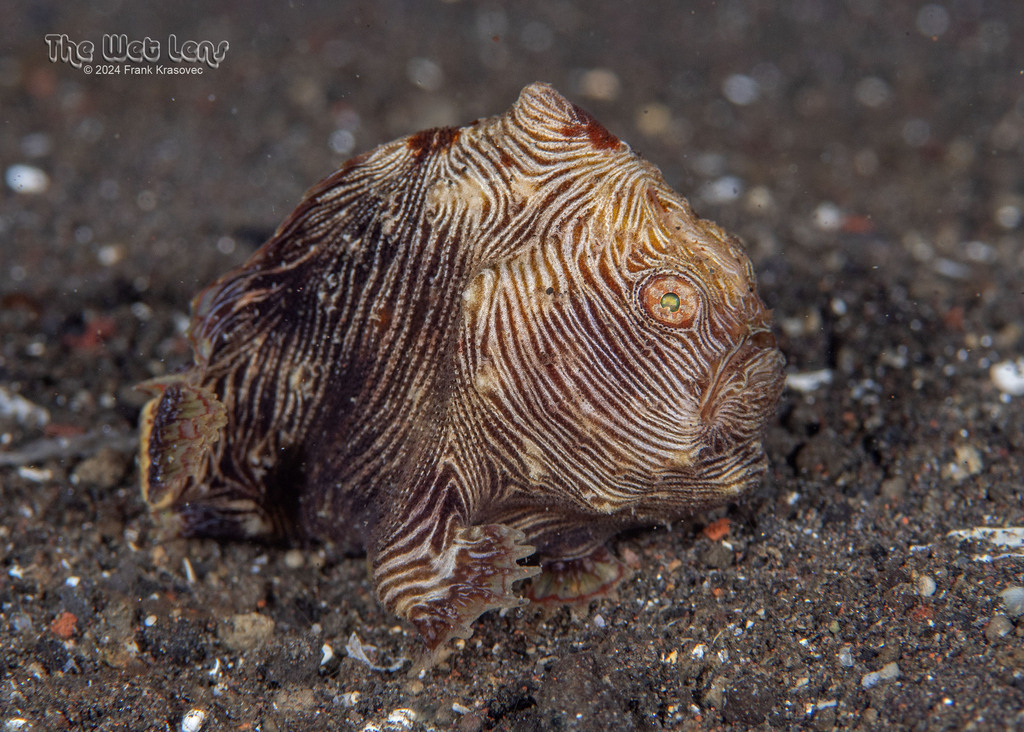 Pygmy Anglerfish