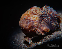 Pygmy Anglerfish photo 2