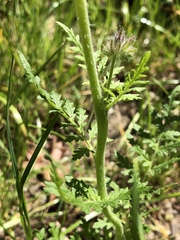 Phacelia tanacetifolia