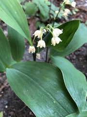 Convallaria majalis