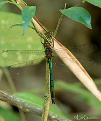 Heteronaias heterodoxa