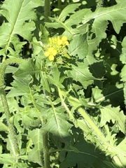 Brassica rapa