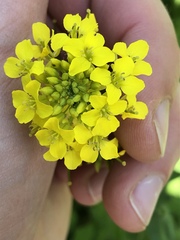 Brassica rapa