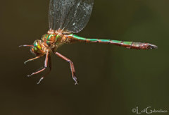 Heteronaias heterodoxa