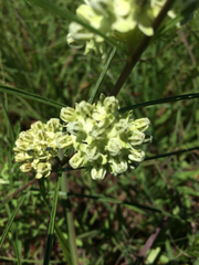 Asclepias stenophylla