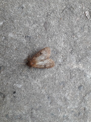 Paracles fusca