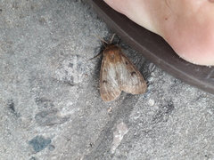 Paracles fusca