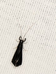 Mystacides sepulchralis